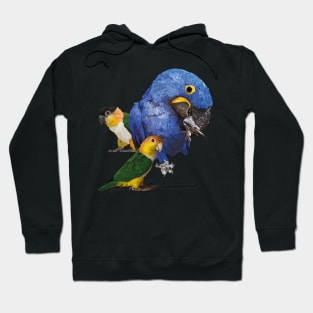 Macaw and caiques Hoodie